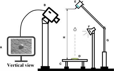 Investigation of factors enhancing droplets spreading on leaves with burrs